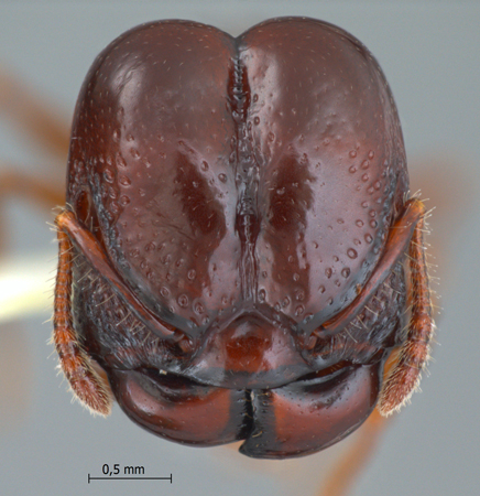 Acanthomyrmex padanensis major frontal