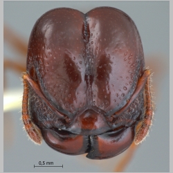 Acanthomyrmex padanensis major Terayama, Ito & Gobin, 1998 frontal