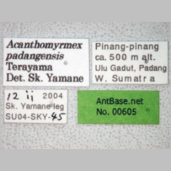 Acanthomyrmex padanensis major Terayama, Ito & Gobin, 1998 label