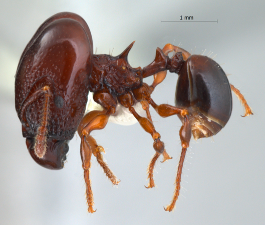 Acanthomyrmex padanensis major lateral