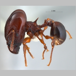 Acanthomyrmex padanensis major Terayama, Ito & Gobin, 1998 lateral