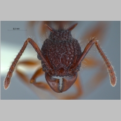 Acanthomyrmex padanensis minor Terayama, Ito & Gobin, 1998 frontal