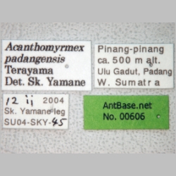 Acanthomyrmex padanensis minor Terayama, Ito & Gobin, 1998 label