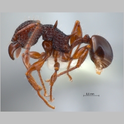 Acanthomyrmex padanensis minor Terayama, Ito & Gobin, 1998 lateral