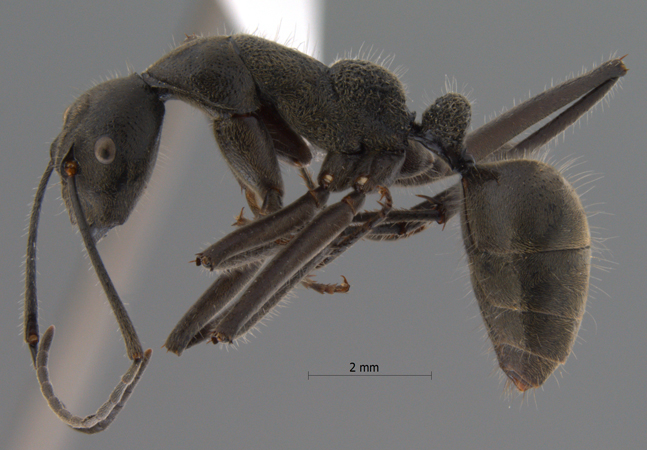 Camponotus auriventris lateral