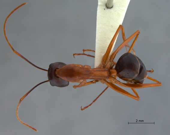 Camponotus festinus dorsal