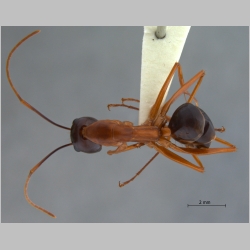 Camponotus festinus Smith, 1857 dorsal