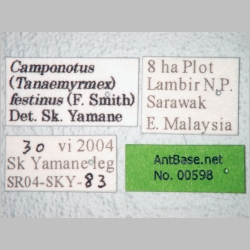 Camponotus festinus Smith, 1857 label