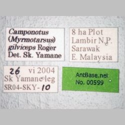Camponotus gilviceps major Roger, 1857 label