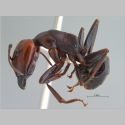 Camponotus gilviceps major Roger, 1857 lateral