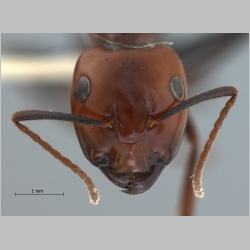 Camponotus gilviceps minor Roger, 1857 frontal