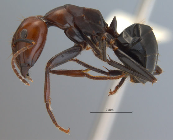 Camponotus gilviceps minor lateral