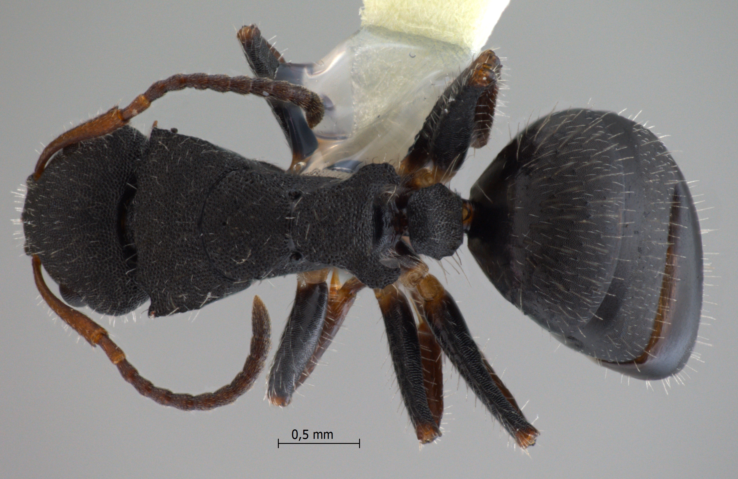 Camponotus lasiselene dorsal