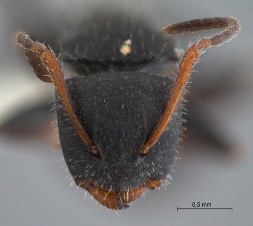 Camponotus lasiselene frontal