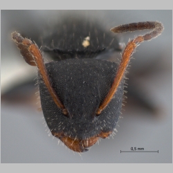 Camponotus lasiselene Wang & Wu, 1994 frontal