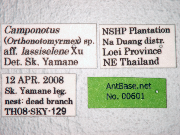 Camponotus lasiselene label