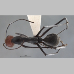 Camponotus singularis Smith, 1858 dorsal