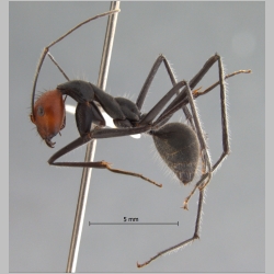 Camponotus singularis Smith, 1858 lateral