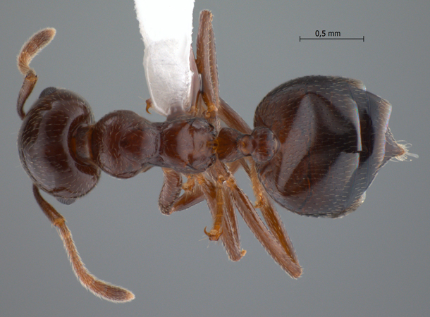 Crematogaster tumidula dorsal