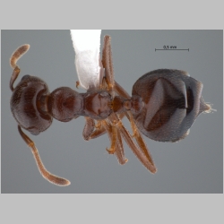 Crematogaster tumidula Emery, 1900 dorsal