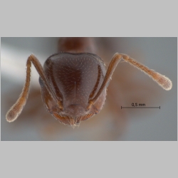 Crematogaster tumidula Emery, 1900 frontal