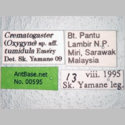 Crematogaster tumidula Emery, 1900 label