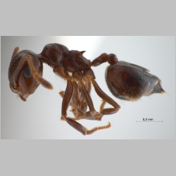 Crematogaster tumidula Emery, 1900 lateral