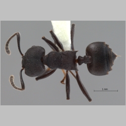 Crematogaster yamanei Hosoishi & Ogata, 2009 dorsal