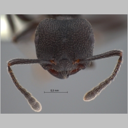 Crematogaster yamanei Hosoishi & Ogata, 2009 frontal