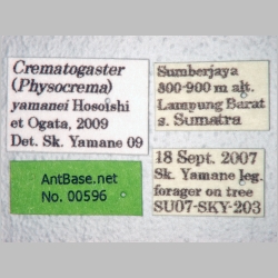 Crematogaster yamanei Hosoishi & Ogata, 2009 label