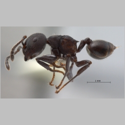 Crematogaster yamanei Hosoishi & Ogata, 2009 lateral