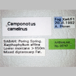Camponotus camelinus Smith, 1857 label