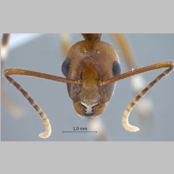 Camponotus striatipes Dumpert, 1995 frontal