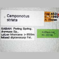 Camponotus striatipes Dumpert, 1995 label