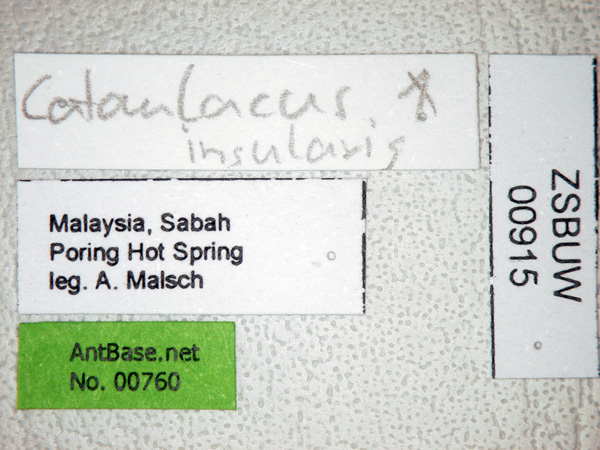 Cataulacus insularis label