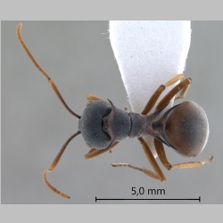 Polyrhachis cephalotes Emery, 1893 dorsal