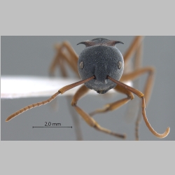 Polyrhachis cephalotes Emery, 1893 frontal