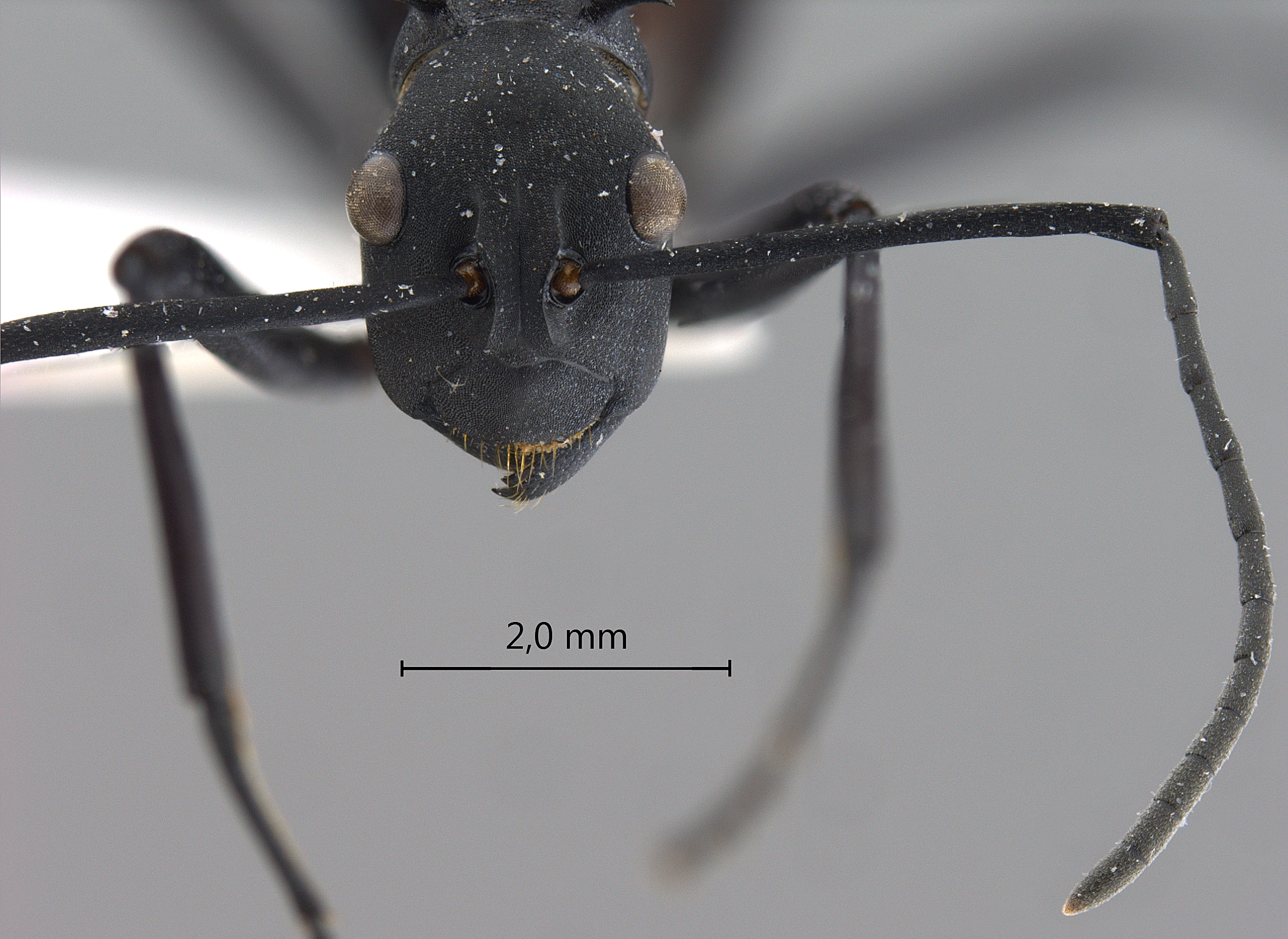 Polyrhachis hector frontal
