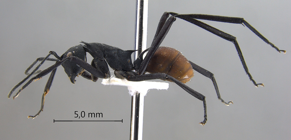 Polyrhachis hector lateral