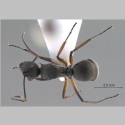 Polyrhachis inermis Smith, 1858 dorsal