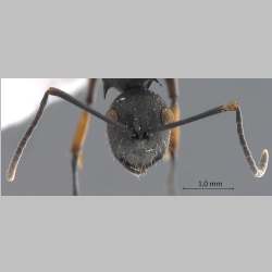 Polyrhachis inermis Smith, 1858 frontal