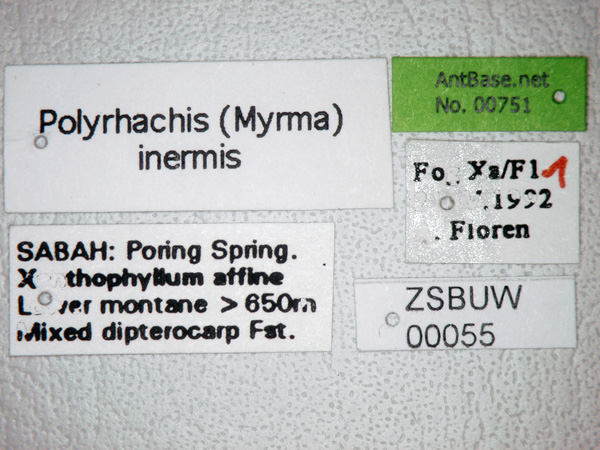 Polyrhachis inermis label