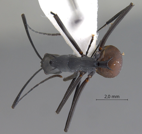 Polyrhachis muelleri dorsal