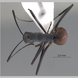 Polyrhachis muelleri Forel, 1893 dorsal