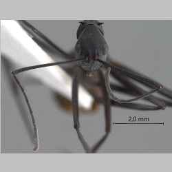 Polyrhachis muelleri Forel, 1893 frontal