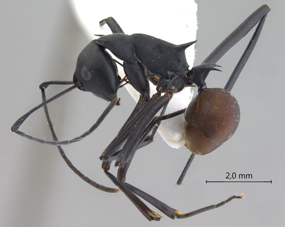 Polyrhachis muelleri lateral