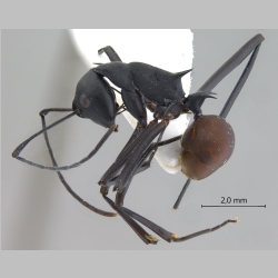 Polyrhachis muelleri Forel, 1893 lateral