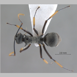 Polyrhachis tibialis Smith, 1858 dorsal