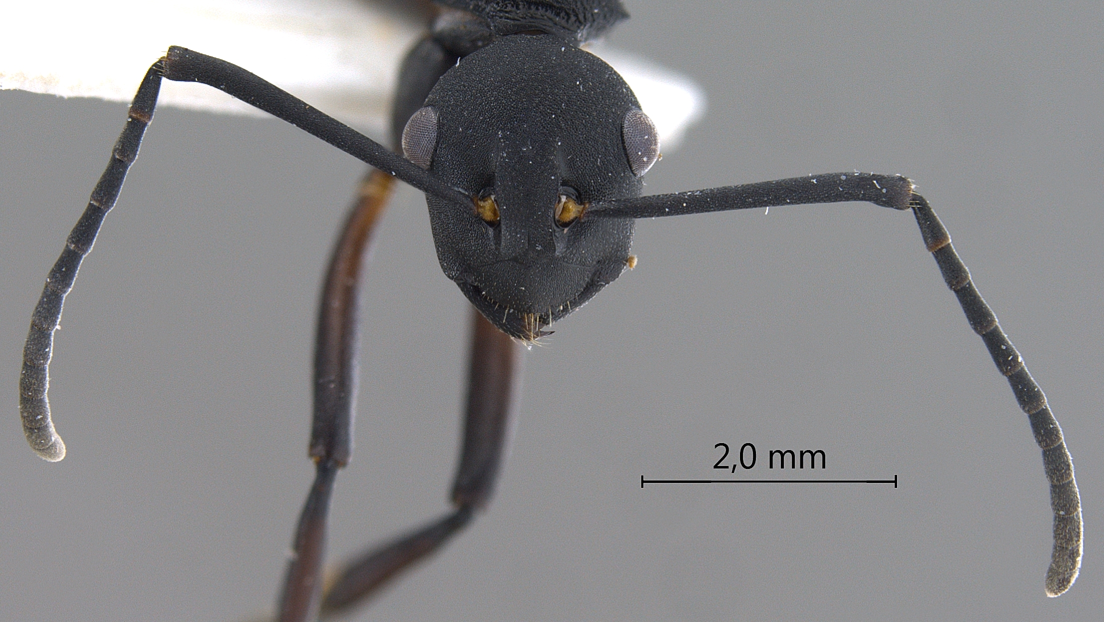 Polyrhachis tristis frontal