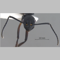 Polyrhachis tristis Mayr, 1867 frontal